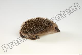 Hedgehog - Erinaceus europaeus  0031